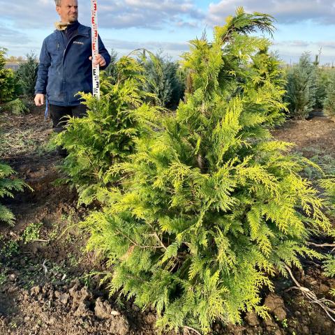 Chamaecyparis lawsoniana 'Stardust'